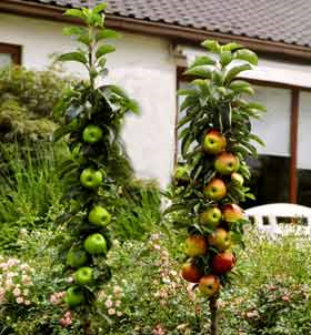 BAUMSCHULE OBSTJA